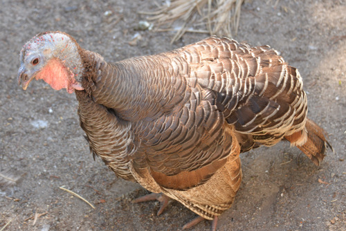 World of Birds Wildlife Sanctuary.